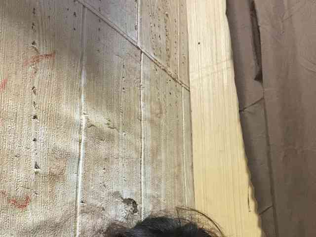 Rainie webcam