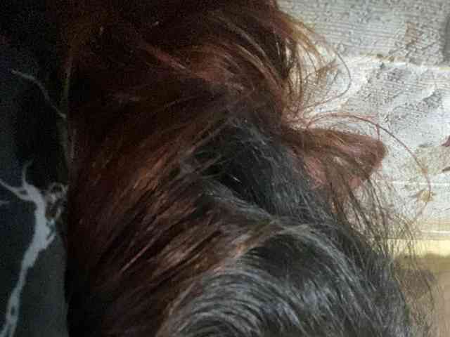 Rainie