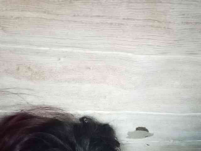 Rainie