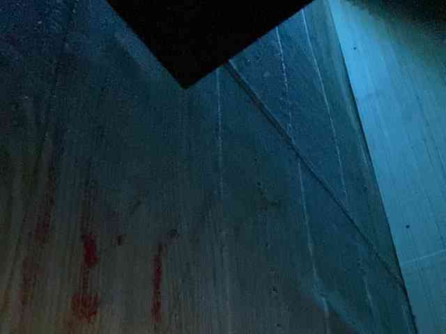 Rainie webcam