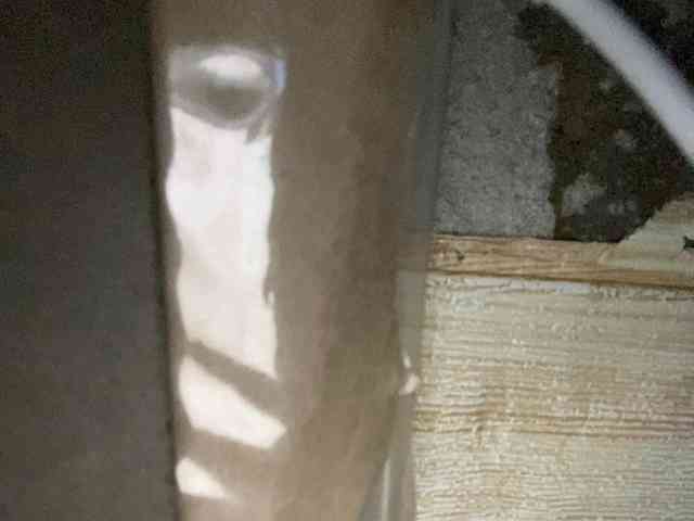 Rainie webcam