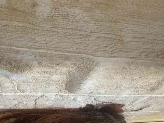 Rainie webcam