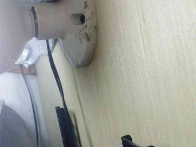 Rainie webcam