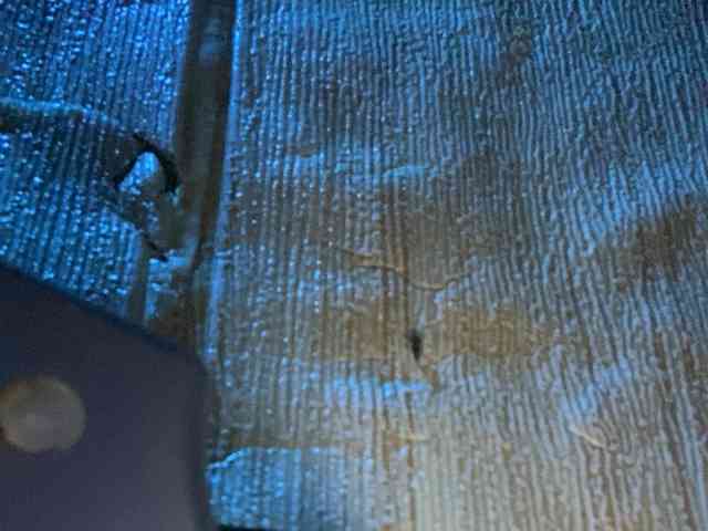 Rainie webcam