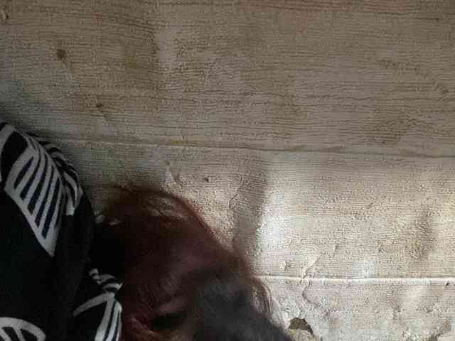 Rainie webcam