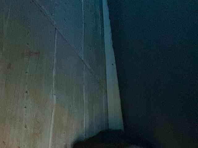Rainie