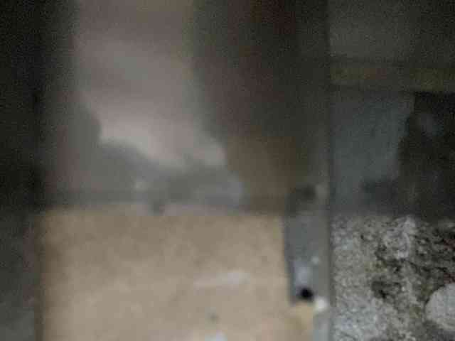 Rainie webcam
