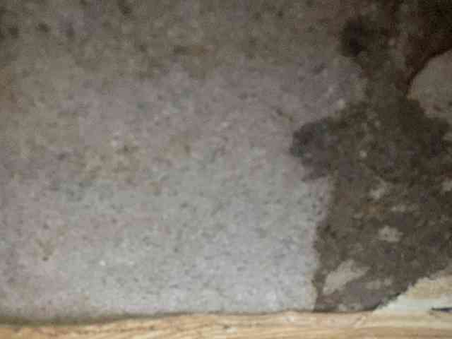 Rainie webcam