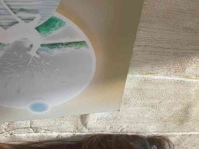 Rainie webcam