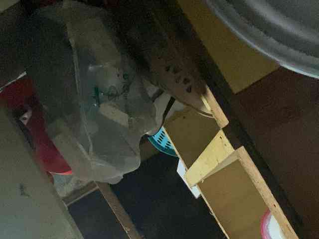 Rainie webcam