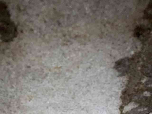 Rainie webcam