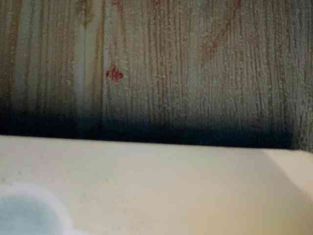 Rainie webcam