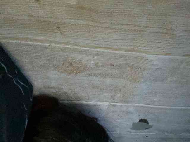 Rainie webcam