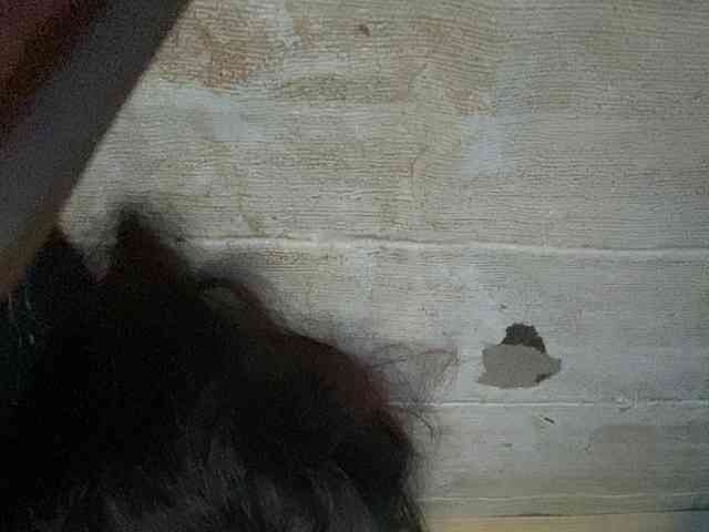 Rainie webcam