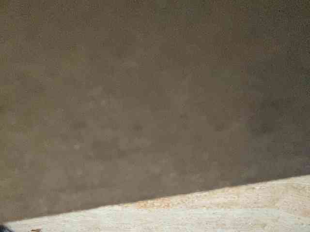 Rainie webcam