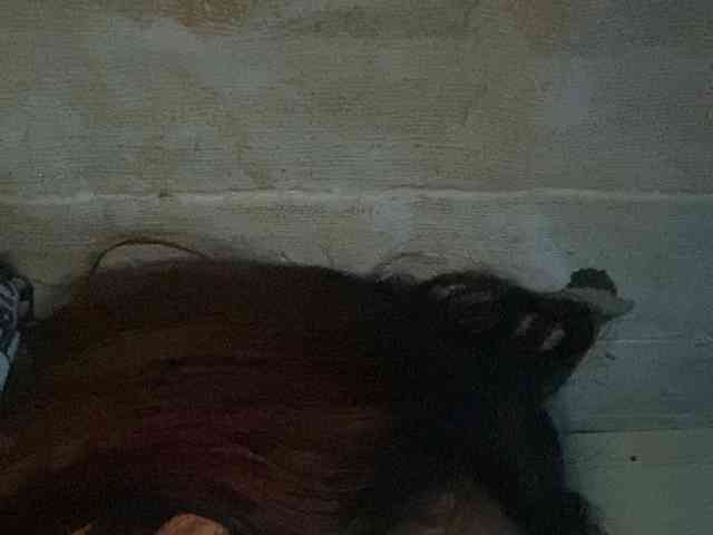 Rainie webcam