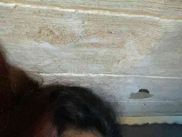 Rainie webcam
