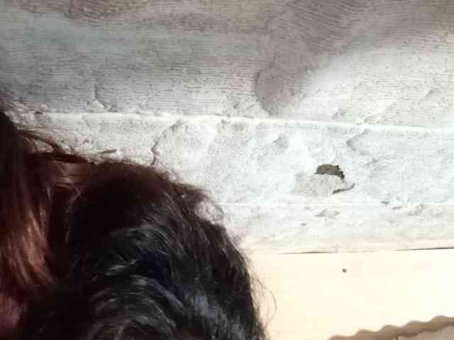 Rainie webcam