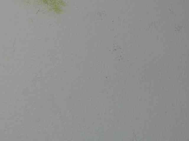 RACHELL-HOT webcam