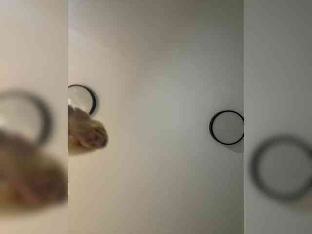 VladaMais webcam