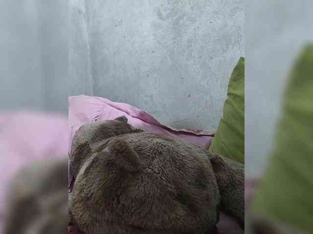 revive02 webcam