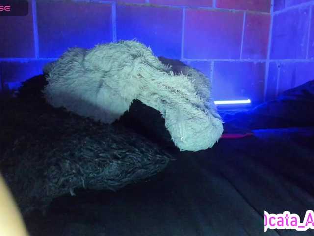 cata-anngel live cam on BongaCams