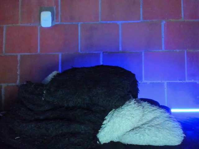 cata-anngel live cam on BongaCams