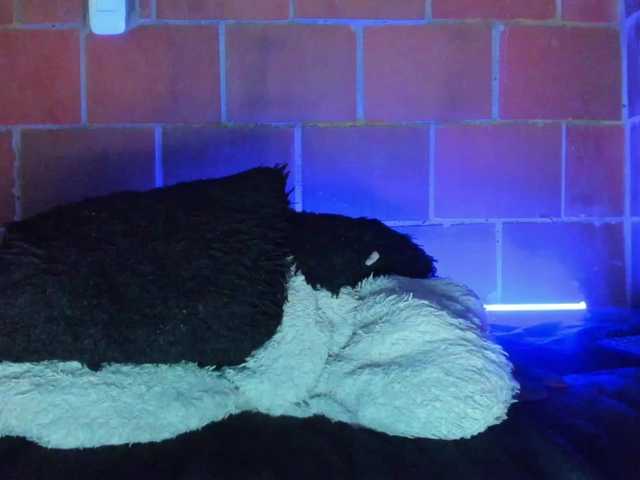 cata-anngel live webcam show
