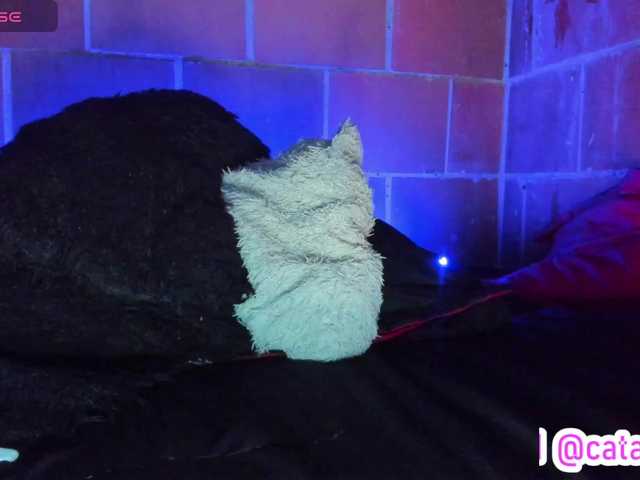 cata-anngel live cam on BongaCams