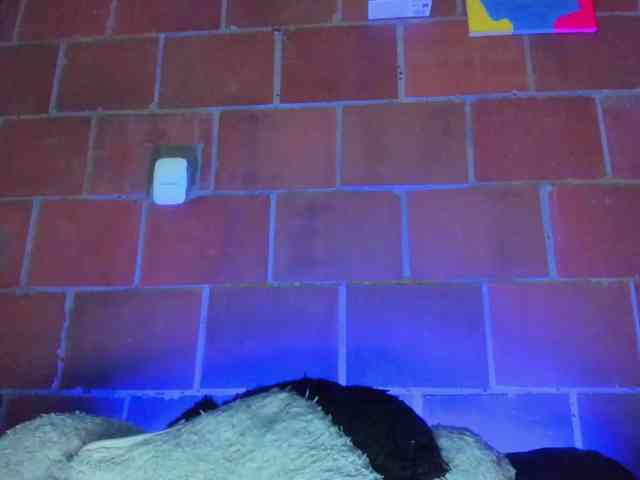 cata-anngel webcam