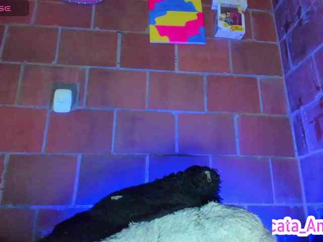 cata-anngel webcam