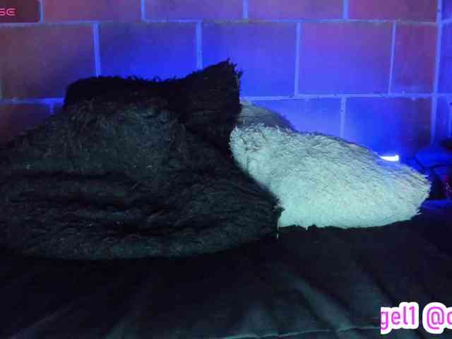 cata-anngel webcam