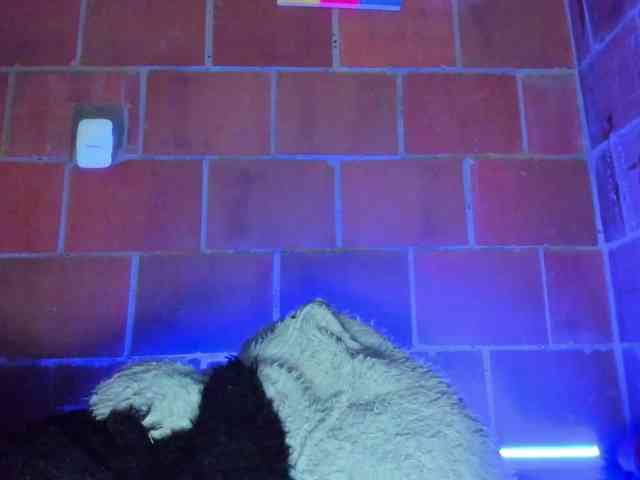 cata-anngel webcam