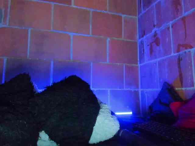 cata-anngel webcam