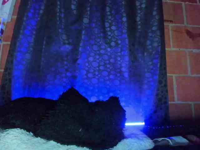 cata-anngel webcam