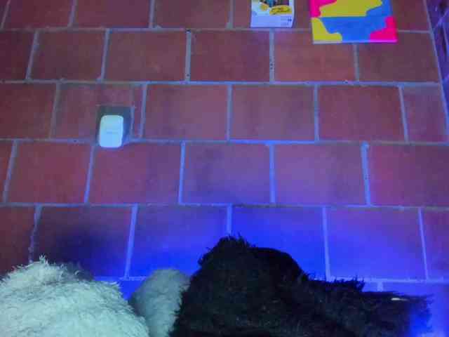 cata-anngel webcam