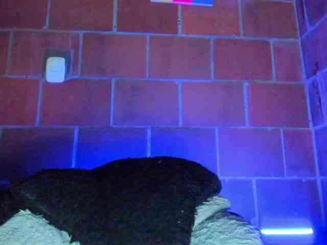 cata-anngel webcam