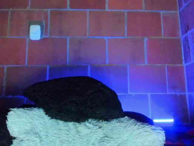 cata-anngel webcam