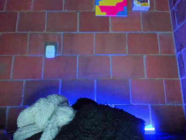cata-anngel webcam