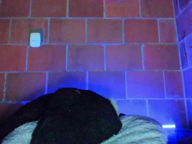cata-anngel webcam