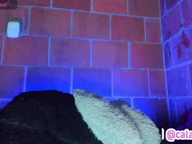 cata-anngel webcam