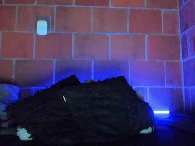 cata-anngel webcam