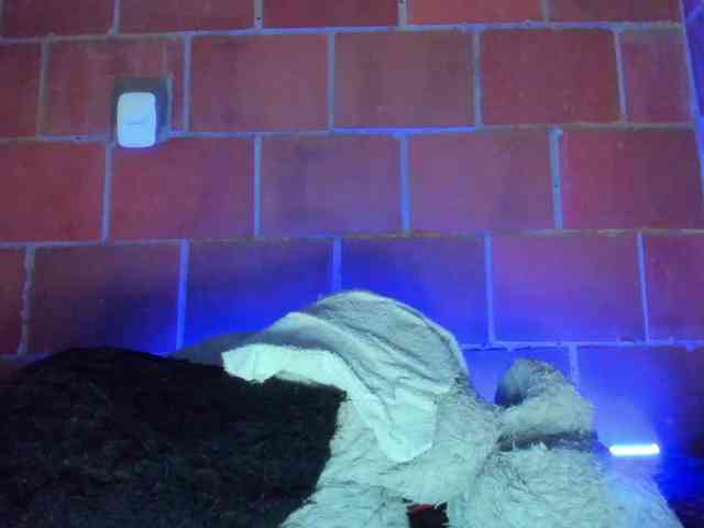 cata-anngel webcam