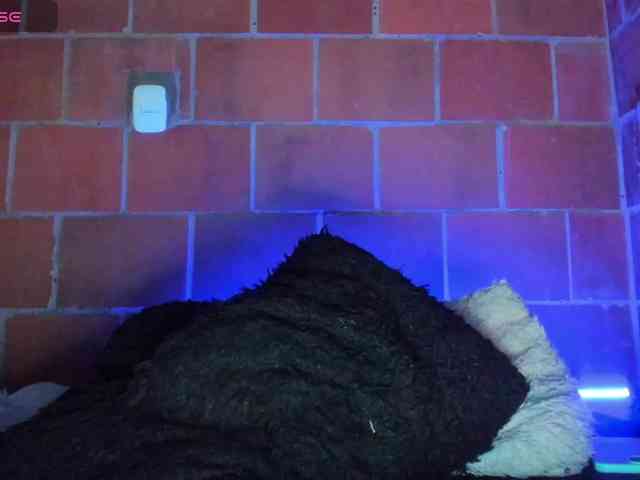 cata-anngel webcam