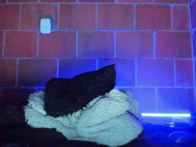 cata-anngel webcam
