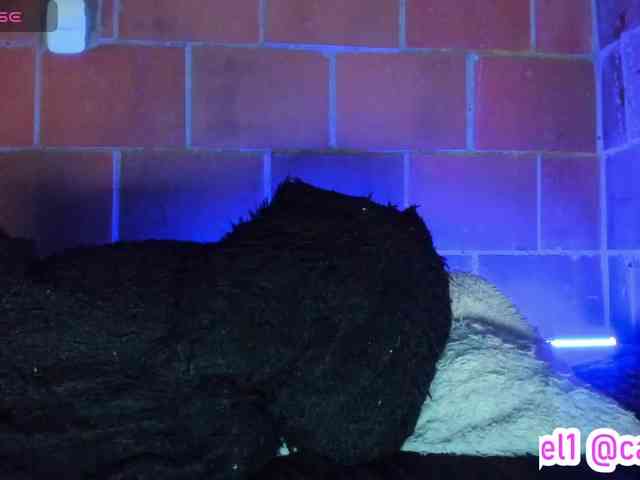 cata-anngel webcam