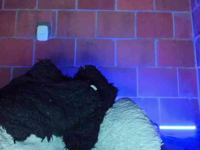 cata-anngel webcam