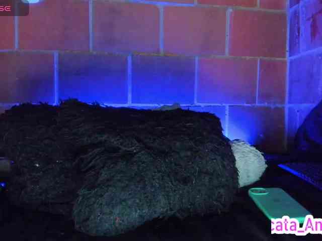 cata-anngel webcam