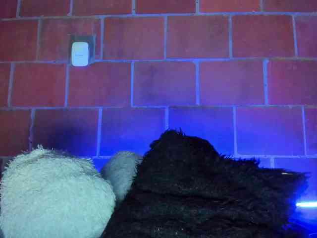 cata-anngel webcam