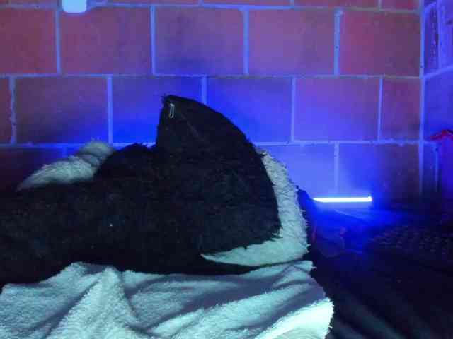 cata-anngel webcam